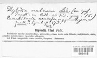 Diplodia ulmi image